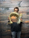 Ram Sheep Skull Mount Cabin Western Wedding Yard Decor Head Art Bull Halloween. Fixed Price $265.00.