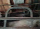 11007 Meyer Custom Lift Frame 1984 And Later Fords. Fixed Price $145.00.